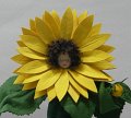 Sonnenblume 1
